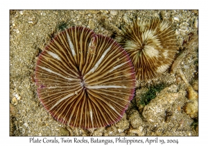1184#0013 Cycloseris hexagonalis - Plate Coral, Twin Rocks, Batangas, Philippines, April 19, 2004