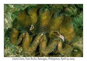 1184#0014 Tridacna gigas - Giant Clam, Twin Rocks, Batangas, Philippines, April 19, 2004