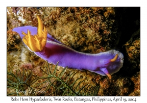 1184#0020 Hypselodoris apolegma - Robe Hem Hypselodoris, Twin Rocks, Batangas, Philippines, April 19, 2004