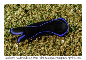 1185#0031 Philinopsis gardineri - Gardiner's Headshield Slug, Dead Palm, Batangas, Philippines, April 19, 2004