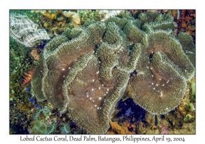 1185#0035 Lobophyllia serratus - Lobed Cactus Coral, Dead Palm, Batangas, Philippines, April 19, 2004