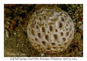 1185#0038 Cinachyrella sp - Golf Ball Sponge, Dead Palm, Batangas, Philippines, April 19, 2004