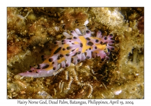1185#0040 Aegires villosus - Hairy Norse God, Dead Palm, Batangas, Philippines, April 19, 2004