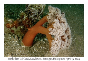 1185#0043 Umbellulifera sp - Umbellate Tall Coral, Dead Palm, Batangas, Philippines, April 19, 2004