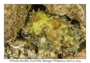 1185#0044 Cyclichthys orbicularis - Orbicular Burrfish, Dead Palm, Batangas, Philippines, April 19, 2004
