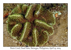 1185#0047 Symphyllia agaricia - Brain Coral, Dead Palm, Batangas, Philippines, April 19, 2004