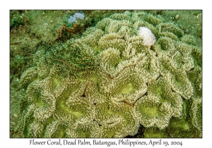 1185#0048 Lobophyllia flabelliformis - Flower Coral, Dead Palm, Batangas, Philippines, April 19, 2004