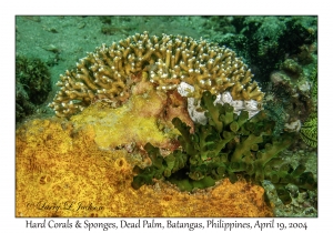 1185#0059 Hard Corals & Sponges, Dead Palm, Batangas, Philippines, April 19, 2004