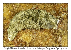 1185#0069 Dermatobranchus pustulosus - Pimpled Dermatobranchus, Dead Palm, Batangas, Philippines, April 19, 2004