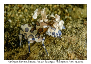 1186#0107 Hymenocera elegans - Harlequin Shrimp, Basura, Anilao, Batangas, Philippines, April 19, 2004