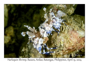 1186#0112 Hymenocera elegans - Harlequin Shrimp, Basura, Anilao, Batangas, Philippines, April 19, 2004