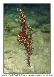 1186#0144 Solenostomus paradoxus - Ornate Ghost Pipefish female, Basura, Anilao, Batangas, Philippines, April 19, 2004