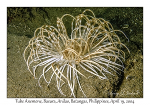 1186#0145 Cerianthus sp - Tube Anemone, Basura, Anilao, Batangas, Philippines, April 19, 2004