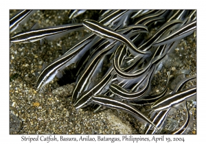 1186#0155 Plotosus lineatus - Striped Catfish, Basura, Anilao, Batangas, Philippines, April 19, 2004
