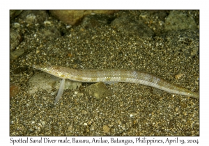 1186#0165 Trichonotus setiger - Spotted Sand Diver male, Basura, Anilao, Batangas, Philippines, April 19, 2004