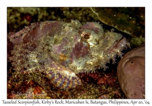 1187#0001 Scorpaenopsis oxycephala - Tasseled Scorpionfish, Kirby's Rock, Maricaban Is, Batangas, Philippines, April 20, 2004