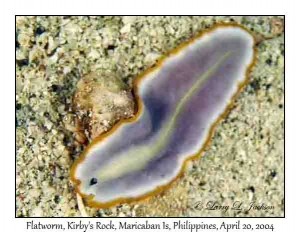 Flatworm