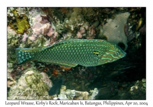 1187#0053 Macropharyngodon meleagris - Leopard Wrasse TP, Kirby's Rock, Maricaban Is, Batangas, Philippines, April 20, 2004