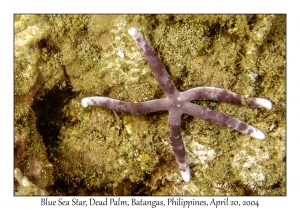 1188#0060 Linkia laevigata - Blue Sea Star, Dead Palm, Batangas, Philippines, April 20, 2004