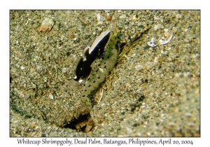 1188#0079 Lotilia graciliosa - Whitecap Shrimpgoby, Dead Palm, Batangas, Philippines, April 20, 2004