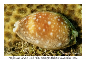 1188#0084 Cypraea vitellus - Pacific Deer Cowrie, Dead Palm, Batangas, Philippines, April 20, 2004