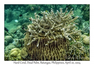 1188#0090 Acropora formosa - Hard Coral, Dead Palm, Batangas, Philippines, April 20, 2004