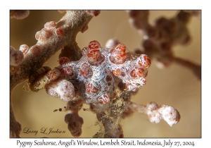 Pygmy Seahorse