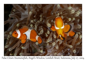 False Clown Anemonefish
