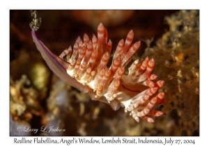 Redline Flabellina