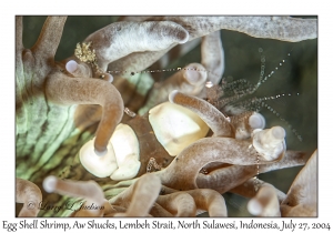 Egg Shell Shrimp