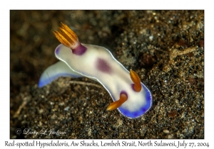Red-spotted Hypselodoris