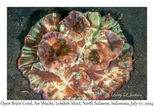 Open Brain Coral