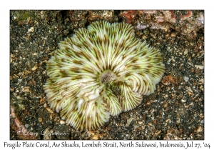 Fragile Plate Coral