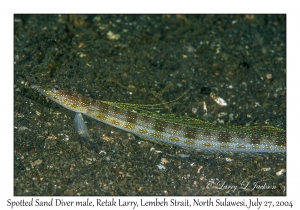 Spotted Sand Diver male