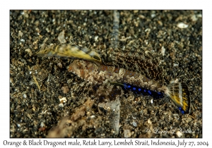 Orange & Black Dragonet male