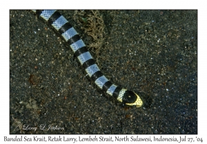 Banded Sea Krait