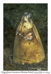 Magnificent Anemone Shrimp