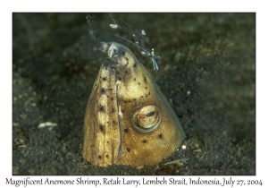 Magnificent Anemone Shrimp