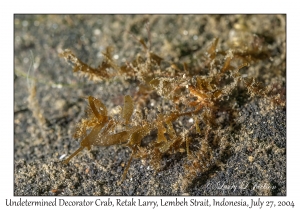 Undetermined Decorator Crab