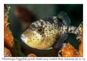Yellowmargin Triggerfish juvenile