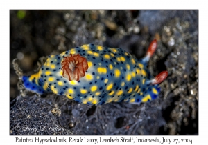 Painted Hypselodoris