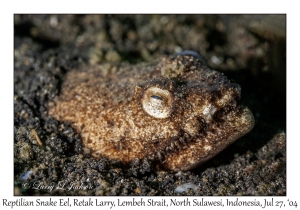 Reptilian Snake Eel
