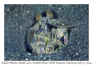 Golden Mantis
