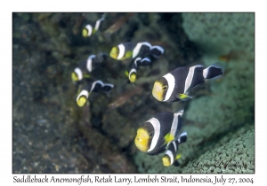 Saddleback Anemonefish