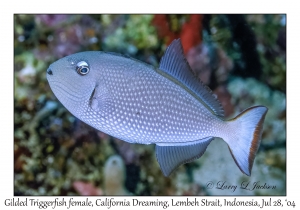 Gilded Triggerfish female