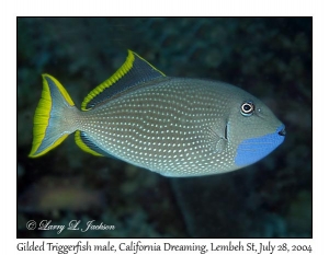 Gilded Triggerfish male