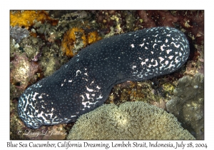 Blue Sea Cucumber