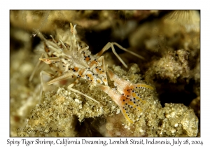 Spiny Tiger Shrimp