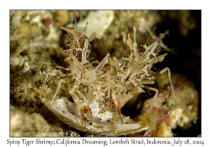 Spiny Tiger Shrimp