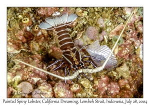 Painted Spiny Lobster